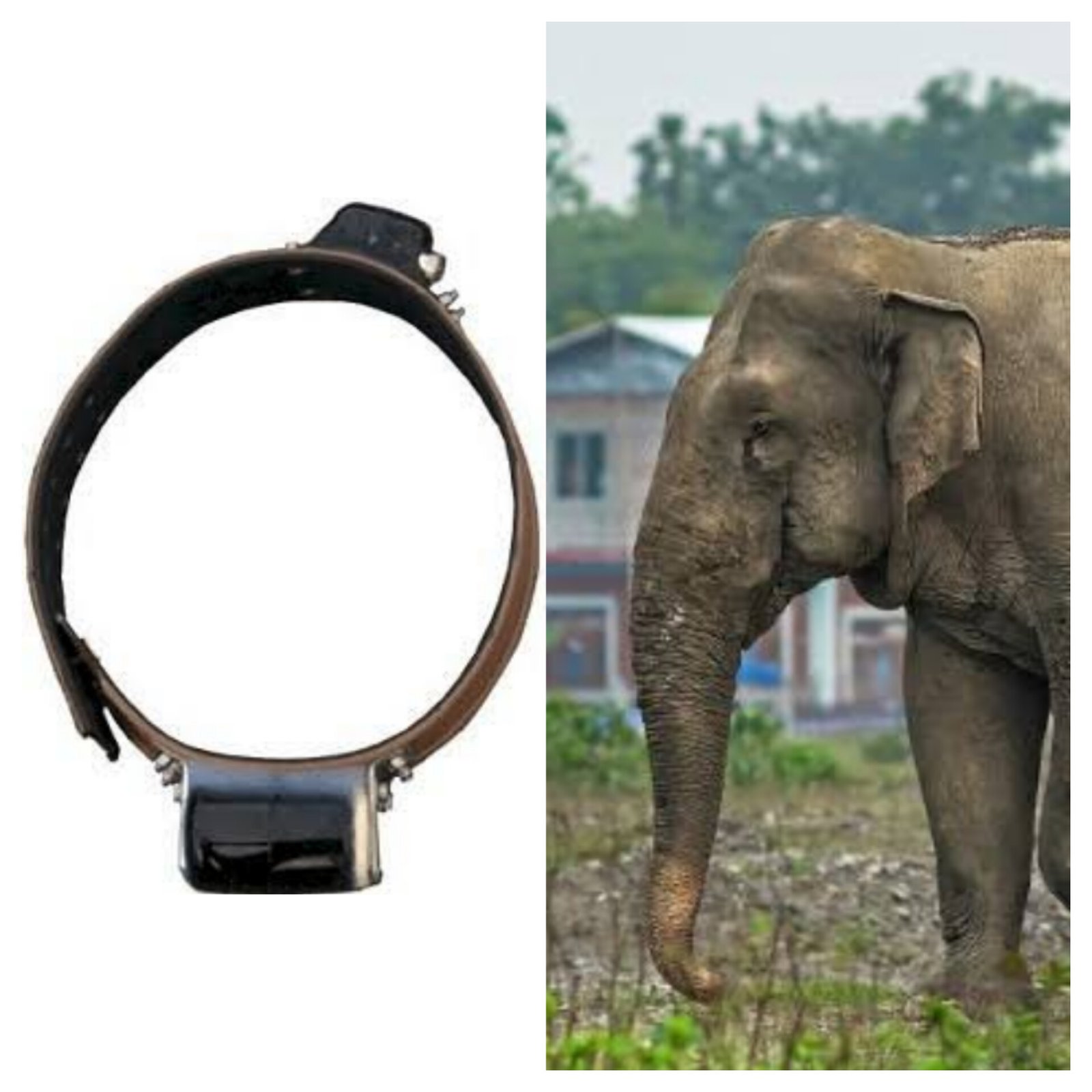 First in Odisha: Elephant fitted with radio collar for enhanced monitoring