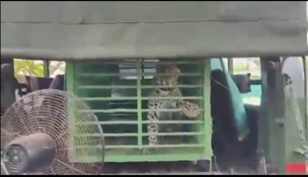 Forest Department safely captures leopard spotted in Baripada