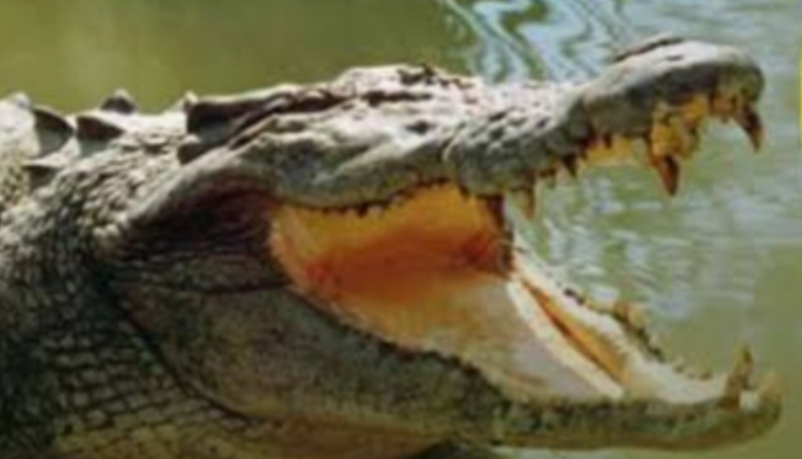 Eight-year-old boy killed in crocodile attack in Angul
