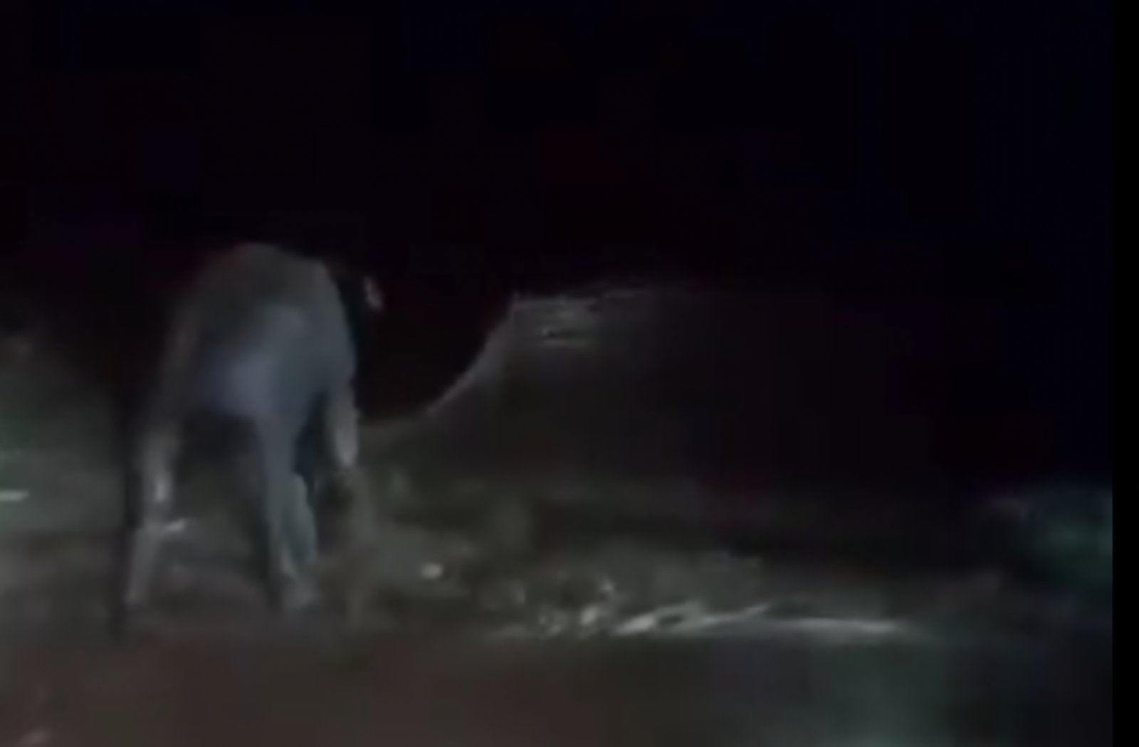 Elephant calf rescued after four-hour operation in Betanati