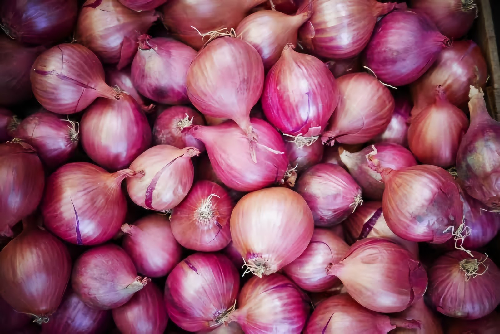 City grapples with rising onion prices, now at Rs 50 per kilogram