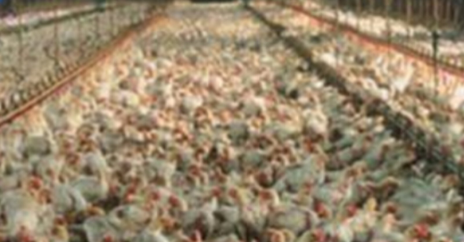 Rapid response teams cull thousands of chickens in Puri district amid bird flu scare