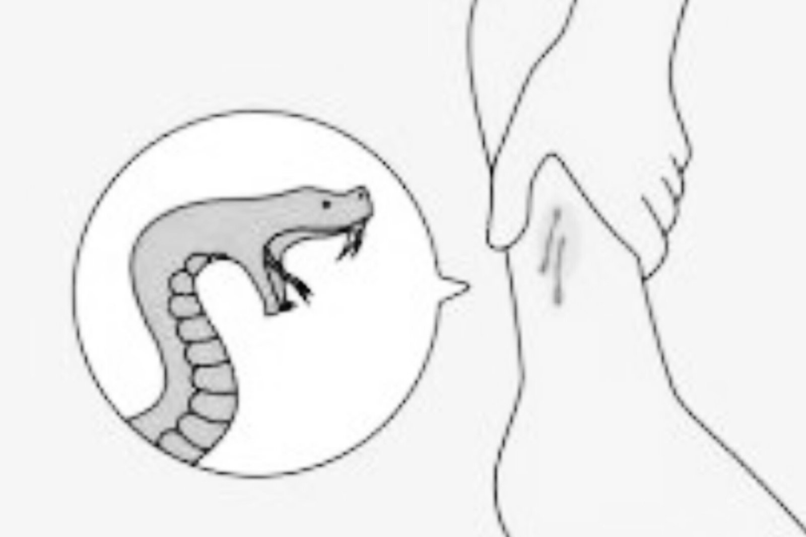 Three siblings die from snakebites in Odisha's Boudh