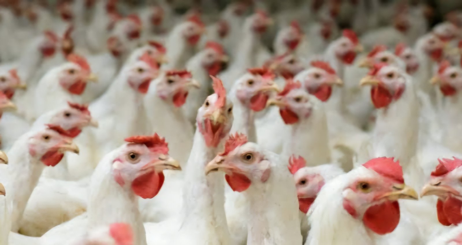 Public Health Director assures Odisha residents: Chicken and eggs are now safe
