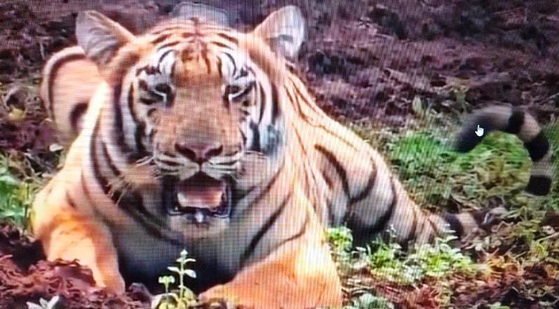 Tigress from Maharashtra released in Odisha’s Simlipal Tiger Reserve