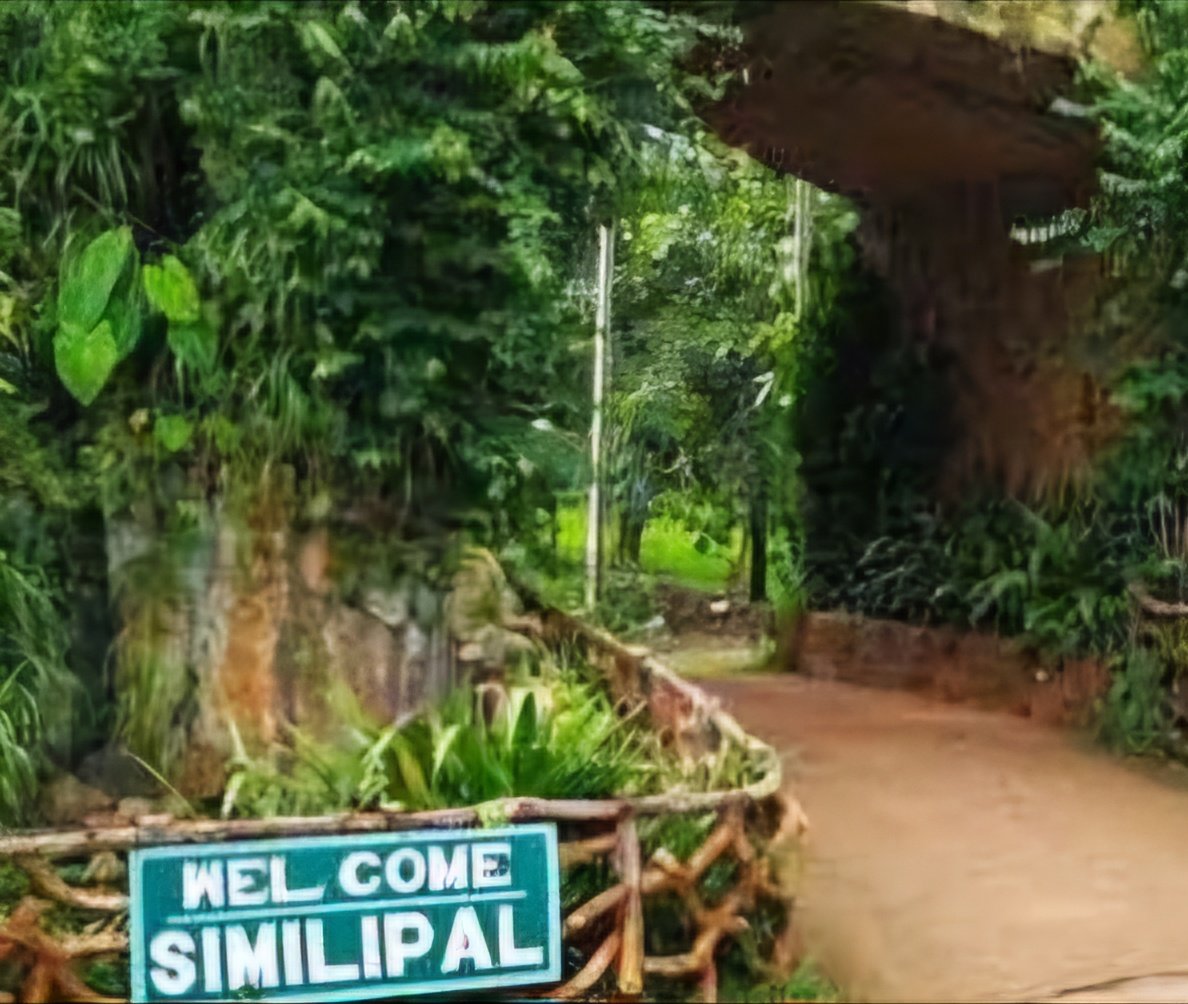 Similipal Tiger Reserve reopens to tourists after Cyclone Dana closure