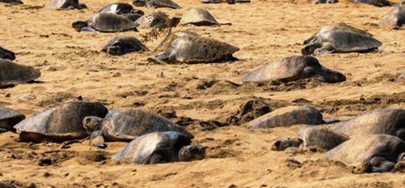 Fishing ban imposed in Gahirmatha Marine Sanctuary to protect Olive Ridley turtles
