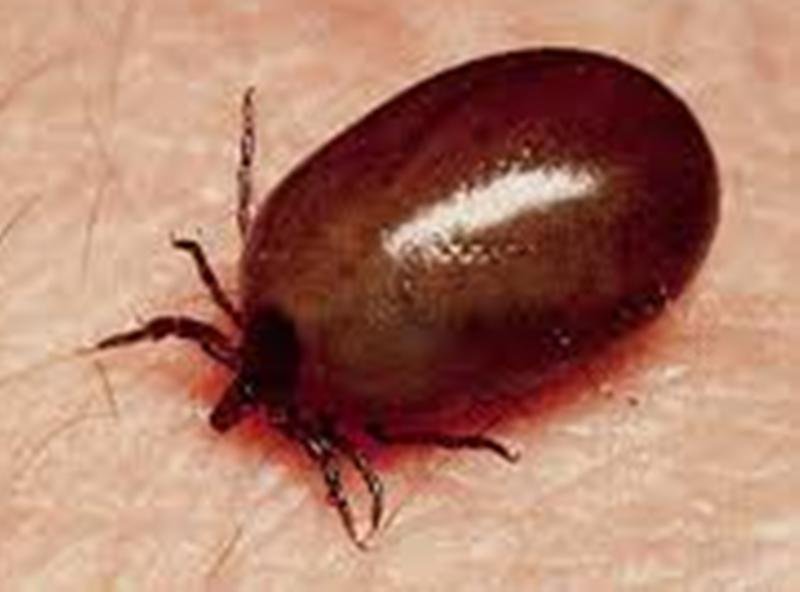 Scrub typhus claims life of Subarnapur farmer