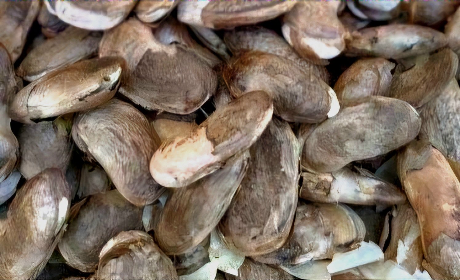 Contaminated food suspected in Kandhamal tragedy; mango kernel ruled out as cause