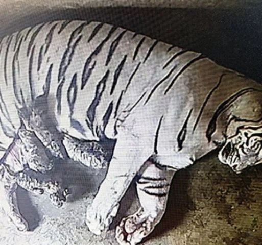 Tigress Rupa Give Birth To Four Cubs In Nandankanan Zoo