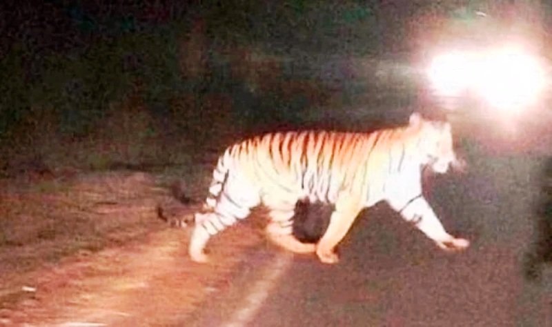 Panic Among people As ,Tiger Roams Near palur Hills
