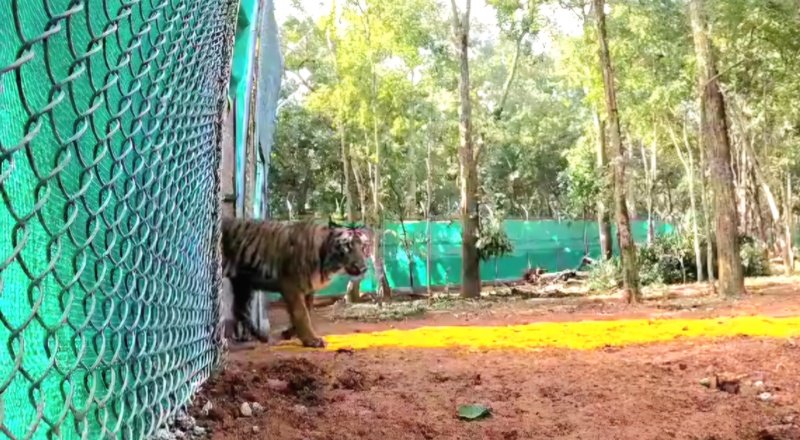 Second Tigress ZEENAT Arrived At Similipal Sanctuary