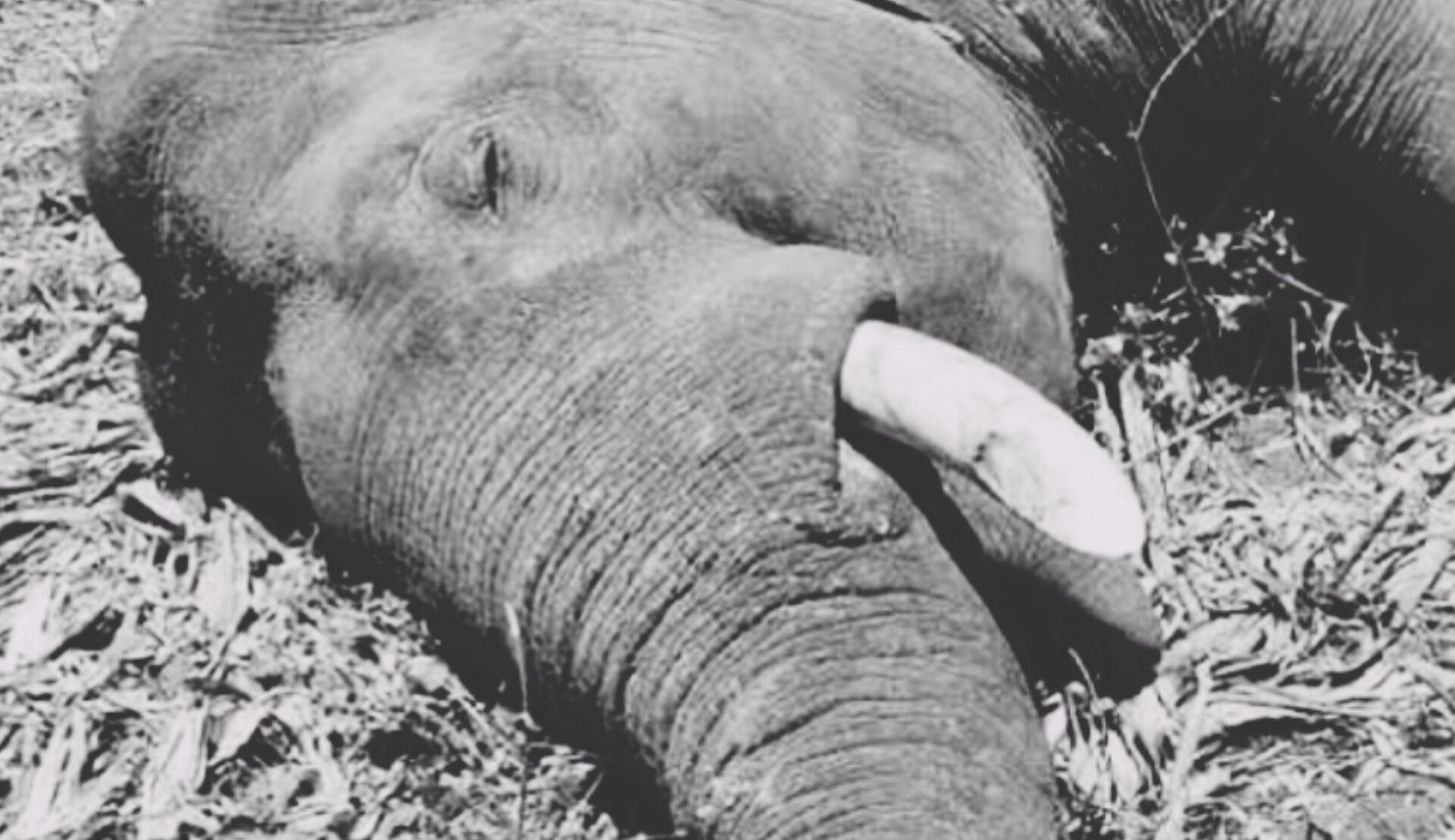 Elephant Found Dead In Sunhaja Village 