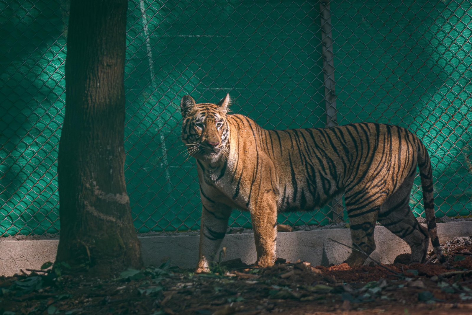 Tigress 'Zeenat' released into Similipal core forest