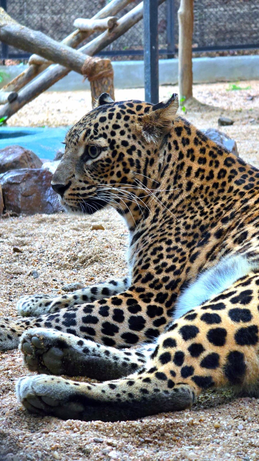 Infection claims life of 7-year-old leopard Rani at Sambalpur Zoo