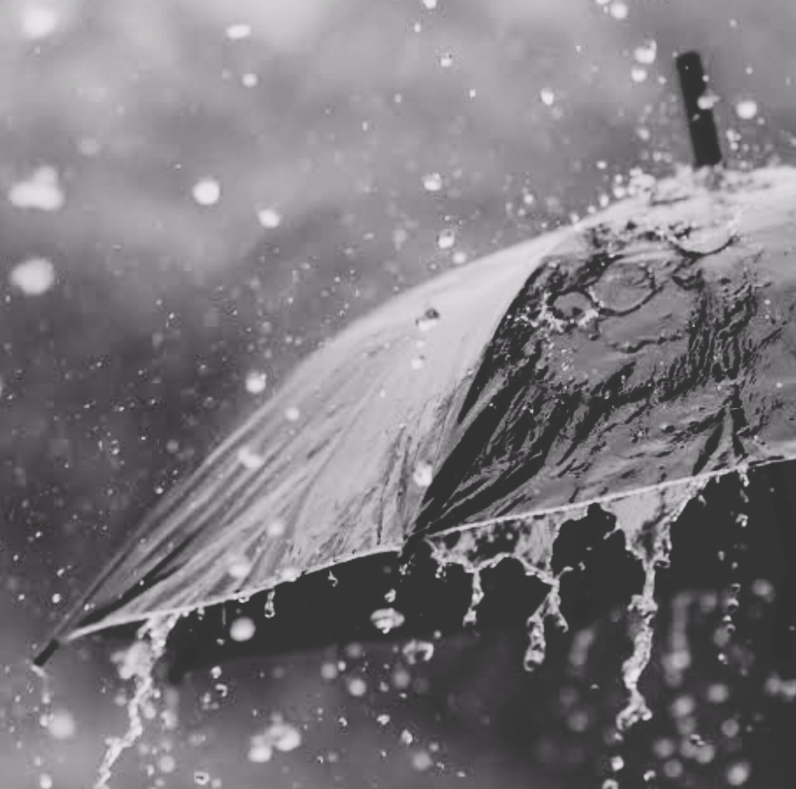 Light to moderate rain predicted in Odisha; clear weather from midweek