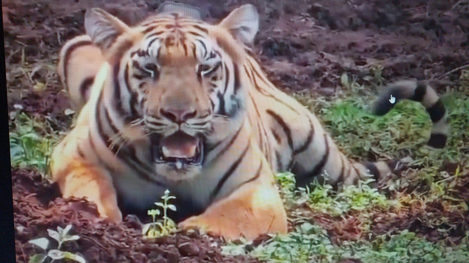 Tigress Zeenat eludes capture as GPS failures hinder tracking