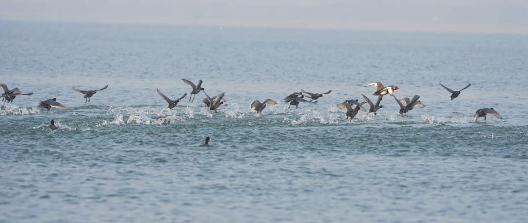 Odisha launches statewide midwinter bird census