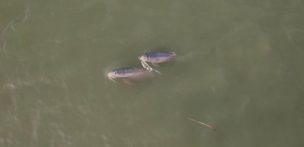 Census of Irrawaddy dolphins begins in Chilika