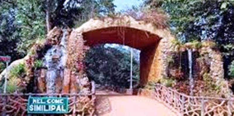 Similipal Tiger Reserve sees significant rise in tiger population, now home to 40 big cats