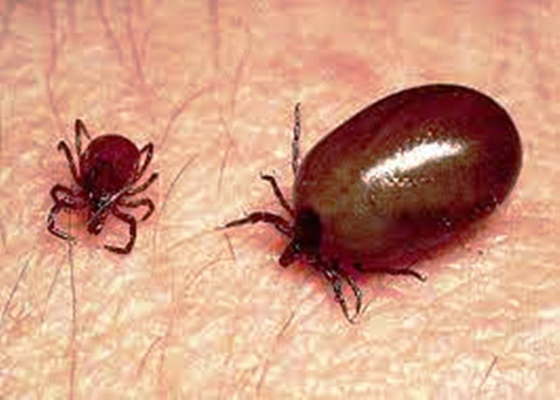 Central medical team arrives in Jharsuguda to combat rising Scrub Typhus cases