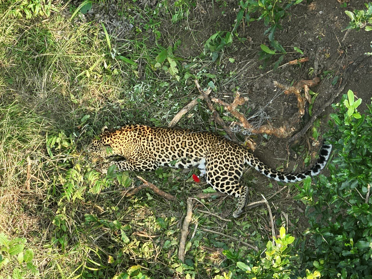 Leopard rescued after being caught in poacher’s snare in Angul forest