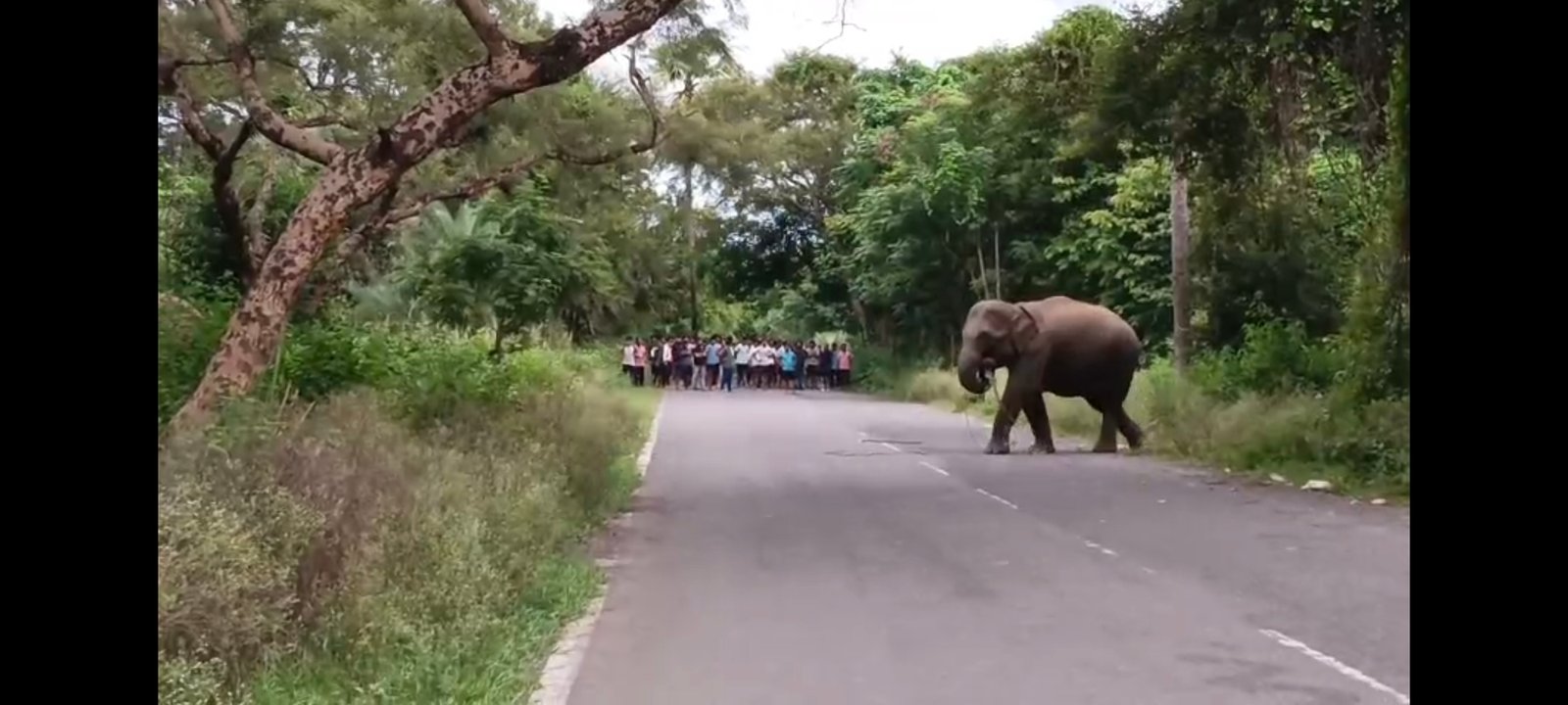 Wild elephant triggers school closures in Khaira block, panic grips villages