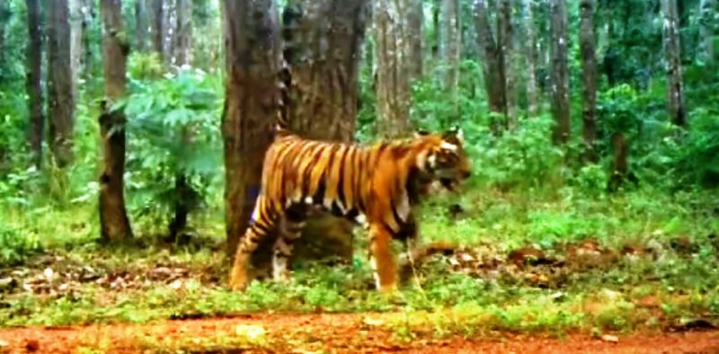 Odisha launches independent tiger census