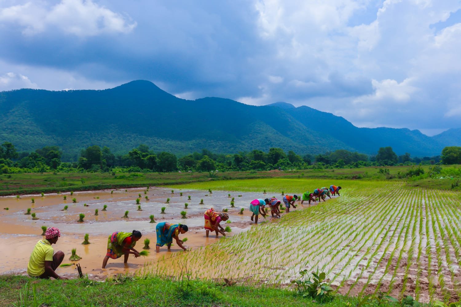 How communities in Odisha and Andhra Pradesh are showing the way on Landscape Restoration