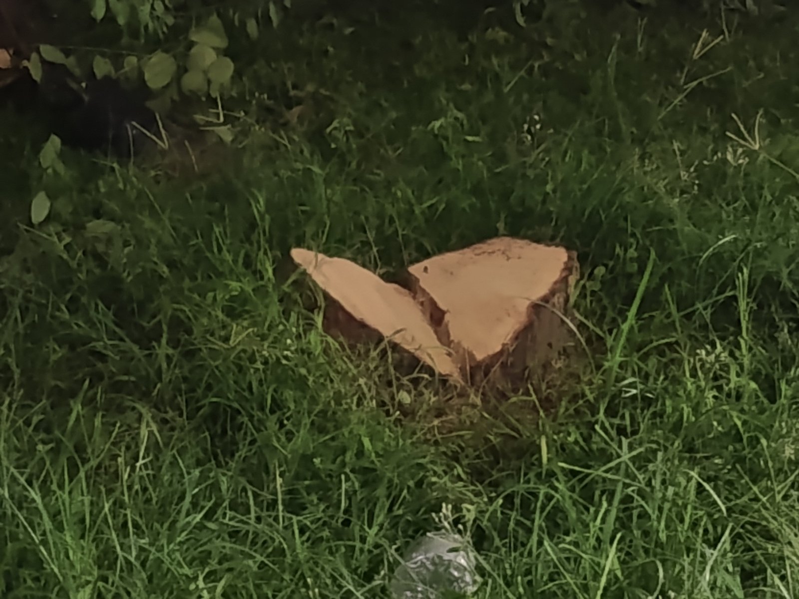 Valuable Sandalwood Tree Stolen From Jayadev Bhawan, Security Under Scanner