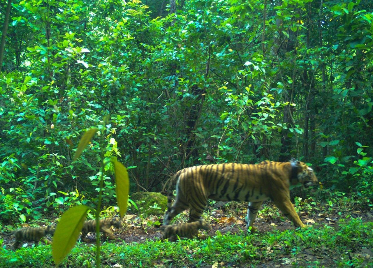 Forest officials track tigress Zeenat and her cubs through advanced monitoring