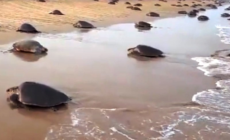 Odisha implements seven-month fishing ban to safeguard Olive Ridley turtles