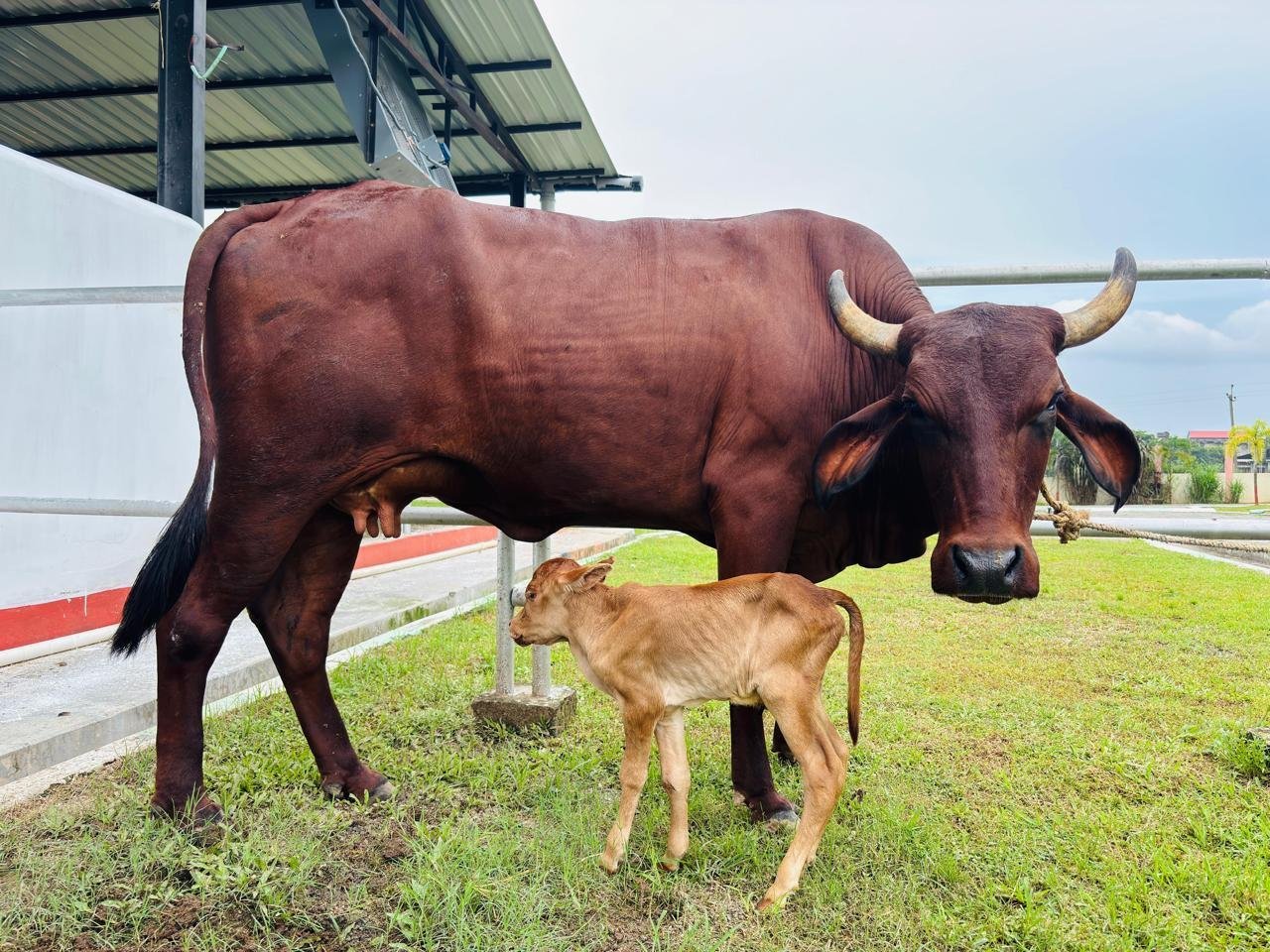 Assam Achieves Major Livestock Milestone With IVF-Born Lakhimi Calf
