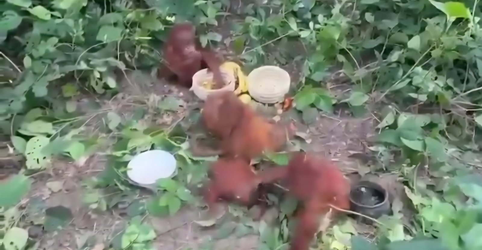 Five Young Orangutans Rescued from Balasore Forest; Probe Underway