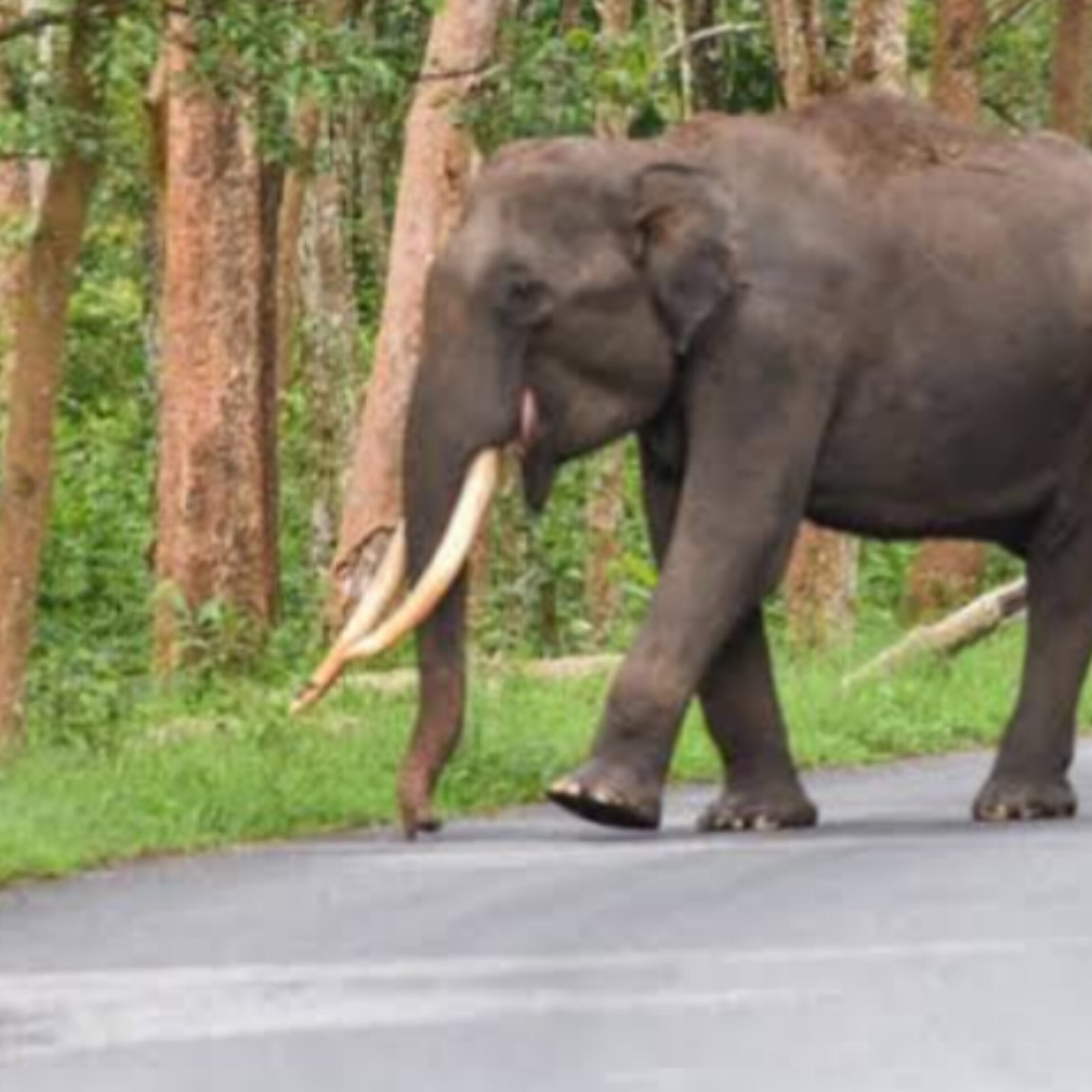 Elephant assault claims the life of Ranger in Kalahandi