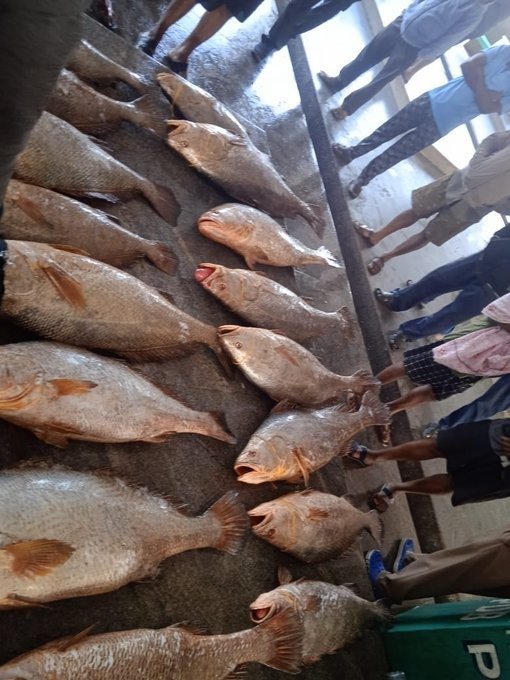 Rare Telia fish fetches whopping Rs 25 lakh at Paradip auction
