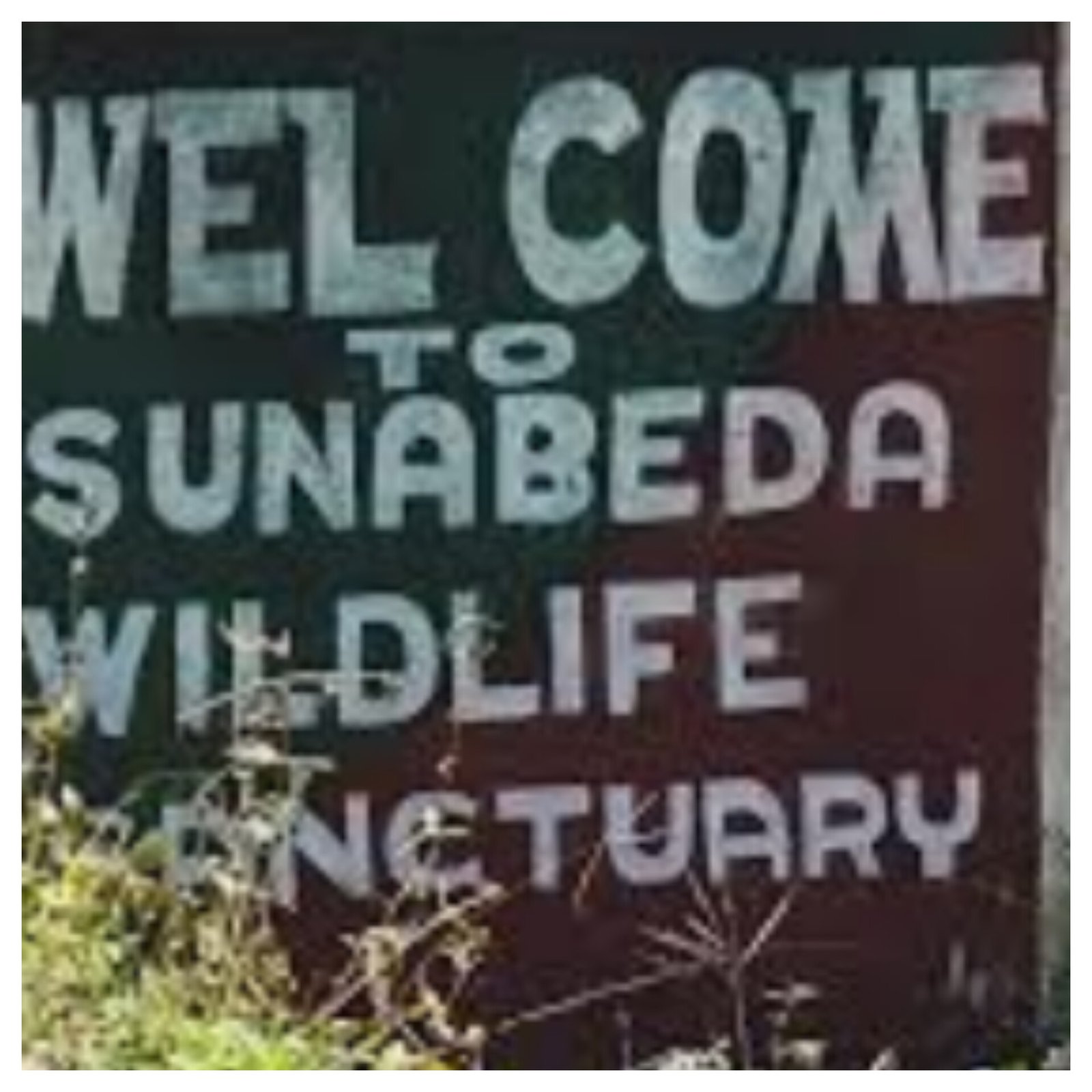 Another leopard sighted inside Sunabeda Sanctuary in Nuapada
