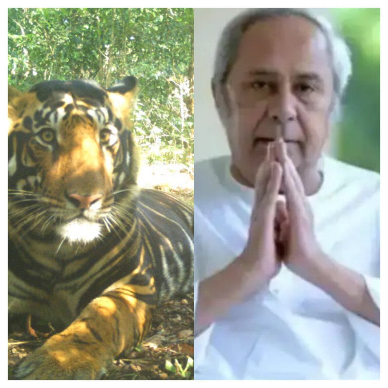 Odisha CM unveils ambitious melanistic tiger safari initiative