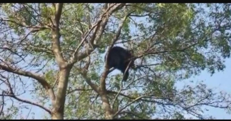 ଗଛ ଉପରେ ଭାଲୁ, ନାକେଦମ ବନବିଭାଗ