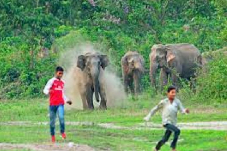 ହାତୀ ଆତଙ୍କ, ଘର ଭାଙ୍ଗିବା ସହ ବ୍ୟାପକ କ୍ଷୟକ୍ଷତି