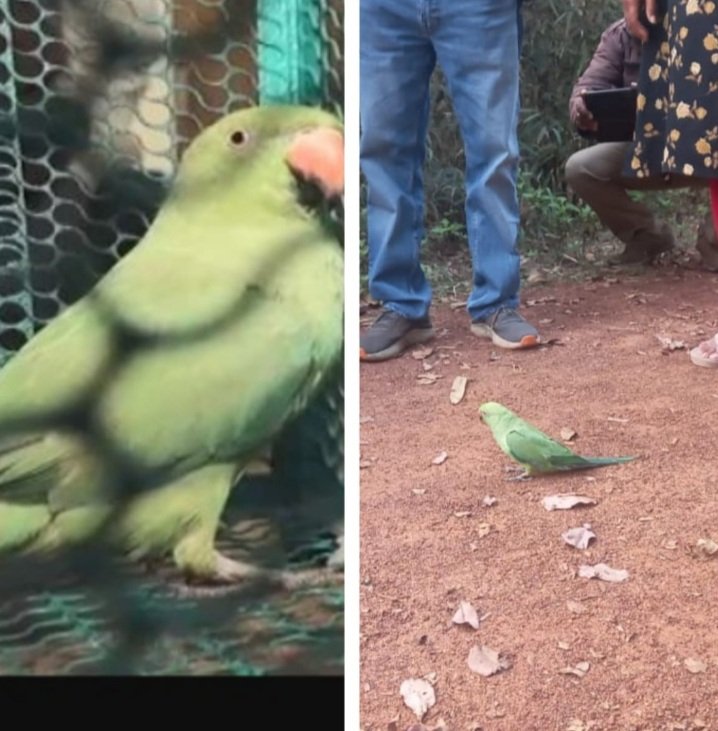 କୋକୋ ଏବେ କୋଉଠି !