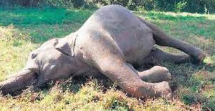 ଦନ୍ତା ହାତୀର ମୃତଦେହ ଉଦ୍ଧାର