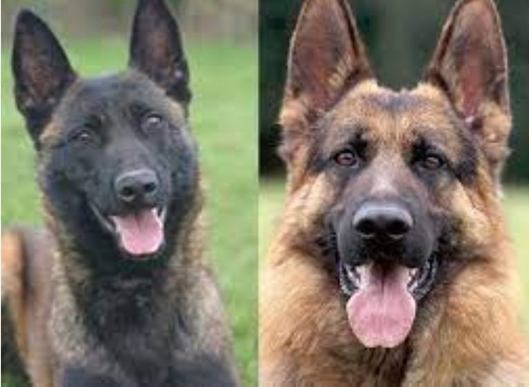 ଲାଡେନକୁ ଧରିଥିବା କୁକୁର ଓଡ଼ିଶାରେ