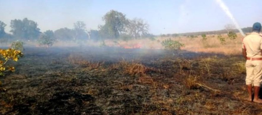 ଜଳିଗଲା ୨ ଏକର କାଜୁ ଜଙ୍ଗଲ