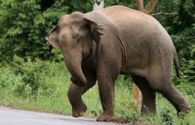 ହାତୀ ଆକ୍ରମଣରେ ଫରେଷ୍ଟ ଗାର୍ଡ ମୃତ