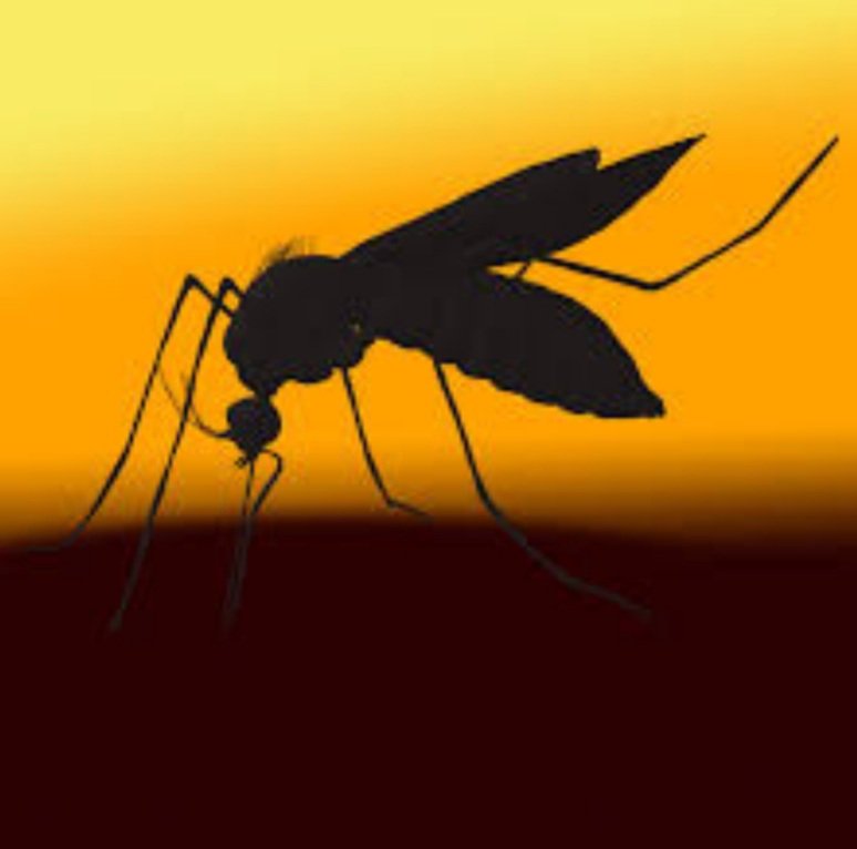 ଘରେ ଚାଲୁଛି କି ମଶାଙ୍କ ପ୍ରାଦୁର୍ଭାବ, ଆପଣାନ୍ତୁ ଏହି ଉପାୟ