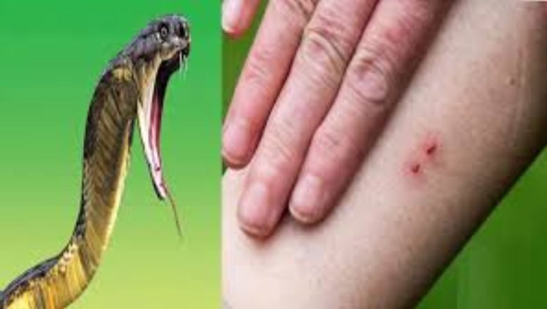 ସାପ କାମୁଡାରେ ମା- ଝିଅ ମୃତ