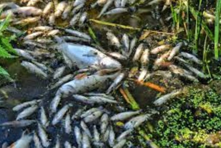 ପାରାଦୀପରେ ମାଛ ମଡକ : ପାଣିରେ ମରି ଭାସୁଛନ୍ତି କ୍ୱିଣ୍ଟାଲ କ୍ୱିଣ୍ଟାଲ ମାଛ  