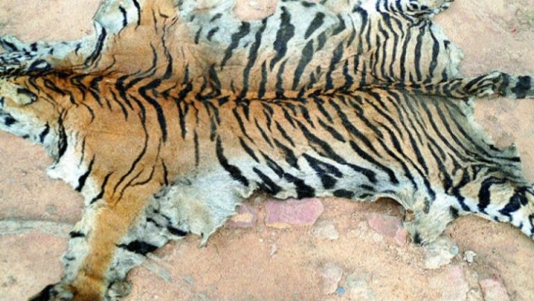 ପୁଣି କଲାରାପତରିଆ ବାଘ ଛାଲ ଜବତ