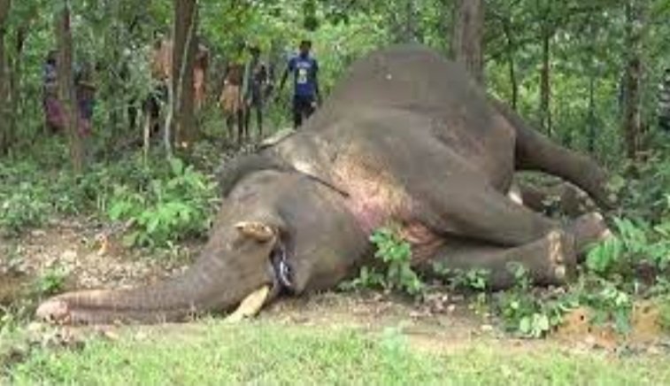 ଦନ୍ତାର ଗଳିତ ମୃତଦେହ ଉଦ୍ଧାର